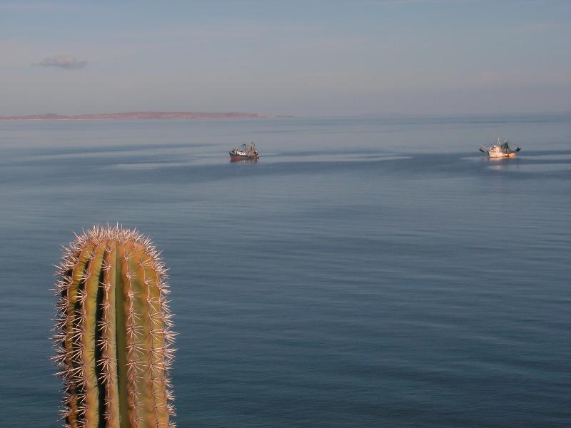 7435 Mulege 